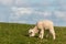 newborn lamb grazing on meadow