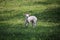Newborn lamb  on a meadow