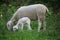 Newborn lamb and mother sheep on a meadow