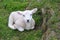 Newborn lamb rests in Grass