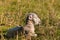 Newborn lamb sleeping on meadow