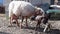 Newborn lamb staggering and stained with blood near the mother sheep