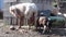 Newborn lamb staggering and stained with blood near the mother sheep