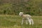 Newborn lamb standing on grass