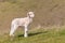 Newborn lamb standing on grassy hill with blurred background and copy space
