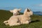 Newborn lambs basking on grass