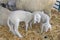 Newborn Lambs Couple