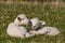 Newborn lambs on grass