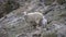 Newborn lambs with a mother of sheep in the mountains. Caucasian sheep in the wild