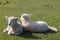 Newborn lambs resting on grass