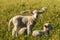 Newborn lambs resting on meadow