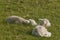 Newborn lambs sleeping on grass