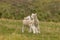 Newborn lambs standing on meadow