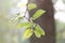 Newborn linden leaves