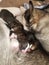 Newborn litter cute siberien huskies nursing on mama