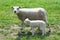 Newborn little lamb with mother in Dutch Flevoland, Noordoostpolder, Holland