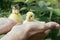 Newborn mallard duckling and musk duckling in the hands of the farmer on green leaves background