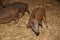 Newborn mangalitsa mangalica piglets