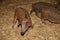 Newborn mangalitsa mangalica piglets