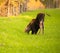 Newborn Moose Calf Feeding On Grass Alaska Wilderness