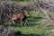 A Newborn Moose Calf Running to its Mother
