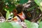 Newborn naked chicks lying in the nest with open beaks