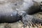 Newborn Northern Elephant Seal Pup Learns to Nurse on Mother