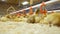 Newborn pecking ducklings, goslings drink water at poultry farm, meat production