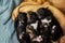 newborn photo session of small puppies on a bright background