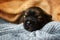 newborn photo session of small puppies on a bright background