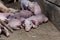 Newborn piglet Lying on the cement floor in the pigsty.