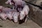 Newborn piglet Lying on the cement floor in the pigsty.