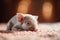 Newborn piglet lying on soft knitted blanket and looking at camera