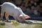 Newborn piglet on spring grass on a farm