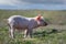 Newborn piglet on spring grass on a farm