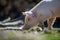 Newborn piglet on spring grass on a farm