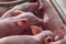 Newborn piglet Are suckling from mother pig