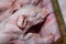 A newborn piglet suckling pig mother