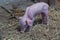 Newborn piglet Walk inside the pigsty