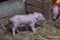 Newborn piglet Walk inside the pigsty