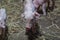 Newborn piglet Walk inside the pigsty