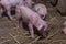 Newborn piglet Walk inside the pigsty