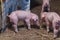 Newborn piglet Walk inside the pigsty