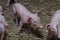 Newborn piglet Walk inside the pigsty