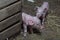 Newborn piglet Walk inside the pigsty