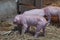 Newborn piglet Walk inside the pigsty