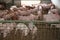 Newborn piglets breeding in the stable