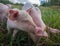 Newborn piglets in the meadow. Organic piggies on the organic rural  farm. Squeakers graze grass in the pasture