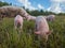 Newborn pigs in the meadow. Organic piggies on the organic rural  farm. Rural piglets roam in field. Squeakers graze grass and