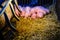 Newborn pigs sleeping on the straw.